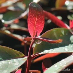 Eucalyptus Olida - Strawberry Gum -Felco Shop apo strawberry gum dewdrop
