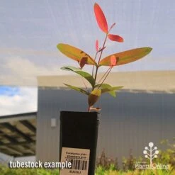 Felco Shop -Felco Shop apo strawberry gum tubestock