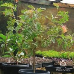 Grevillea Strawberry Pops -Felco Shop apo strawberry pops grevillea motherstock pot