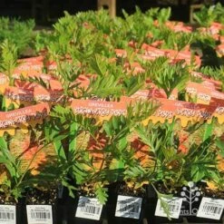 Grevillea Strawberry Pops -Felco Shop apo strawberry pops grrevillea tubestock branded