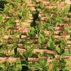 Grevillea Strawberry Pops -Felco Shop apo strawberry pops grrevillea tubestock labelled