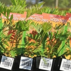 Grevillea Strawberry Pops -Felco Shop apo strawberry pops grrevillea tubestock labels