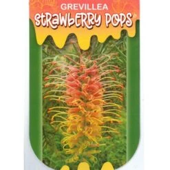Grevillea Strawberry Pops -Felco Shop apo strawberry pops label