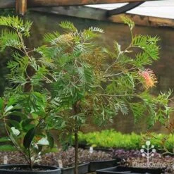 Grevillea Strawberry Pops -Felco Shop apo strawberry pops motherstock pot