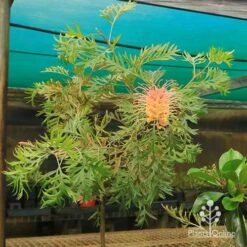 Grevillea Strawberry Pops -Felco Shop apo strawberry pops motherstock young