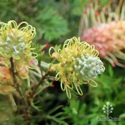 Grevillea Strawberry Sundae -Felco Shop apo strawberry sundae flowerbuds