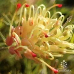 Grevillea Strawberry Sundae -Felco Shop apo strawberry sundae grevillea sun