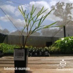 Grevillea Strawberry Sundae -Felco Shop apo strawberry sundae tubestock side