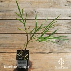 Grevillea Strawberry Sundae -Felco Shop apo strawberry sundae tubestock top