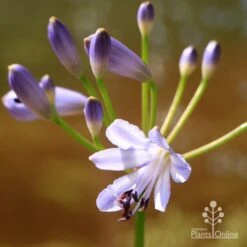 Agapanthus Streamline -Felco Shop apo streamline flower closeup