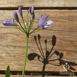 Agapanthus Streamline -Felco Shop apo streamline flower shadow