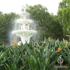 Strelitzia Reginae - Bird Of Paradise -Felco Shop apo strelitzia carlton gardens