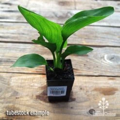Strelitzia Reginae - Bird Of Paradise -Felco Shop apo strelitzia tubestock top