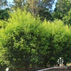 Acmena Sublime -Felco Shop apo sublime hedge nursery