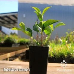 Acmena Sublime -Felco Shop apo sublime tubestock smaller