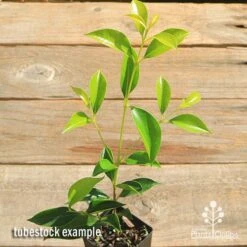 Acmena Sublime -Felco Shop apo sublime tubestock top