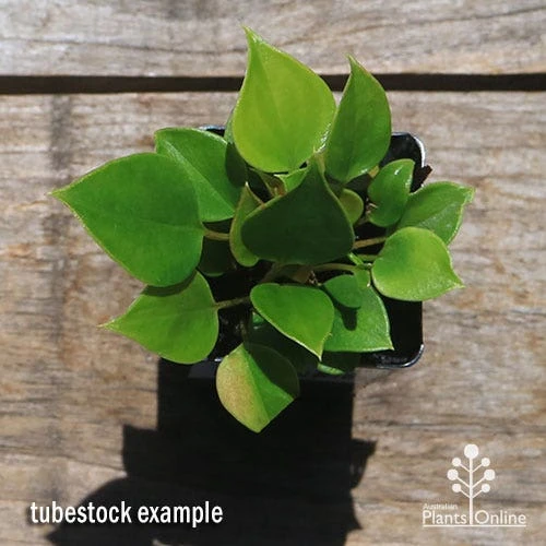 Anthurium Success Red 2 Anthurium Success Red - Image 2