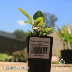 Anthurium Success Red 11 Anthurium Success Red -Felco Shop apo success red anthurium tubestock small