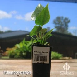 Anthurium Success Red 10 Anthurium Success Red -Felco Shop apo success red tubestock