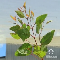 Eucalyptus Summer Scentsation - Flowering Gum 8 Eucalyptus Summer Scentsation - Flowering Gum -Felco Shop apo summer scentsation foliage