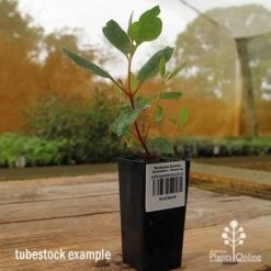 Eucalyptus Summer Scentsation - Flowering Gum 10 Eucalyptus Summer Scentsation - Flowering Gum -Felco Shop apo summer scentsation gum tubestock