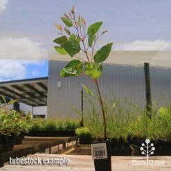 Eucalyptus Summer Scentsation - Flowering Gum 9 Eucalyptus Summer Scentsation - Flowering Gum -Felco Shop apo summer scentsation tubestock 1