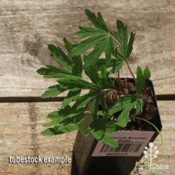 Felco Shop -Felco Shop apo summer skies tubestock top