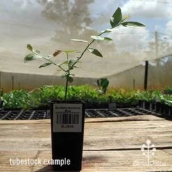 Blueberry Sunshine Blue 20 Blueberry Sunshine Blue -Felco Shop apo sunshine blue tubestock side