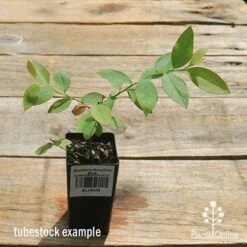 Blueberry Sunshine Blue 14 Blueberry Sunshine Blue -Felco Shop apo sunshine blue tubestock top