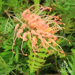 Grevillea Superb -Felco Shop apo superb grevillea