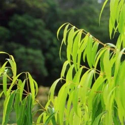 Waterhousea Sweeper - Weeping Lilly Pilly -Felco Shop apo sweeper foliage