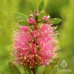 Callistemon Sweet Burst 20 Callistemon Sweet Burst -Felco Shop apo sweet burst callistemon flower