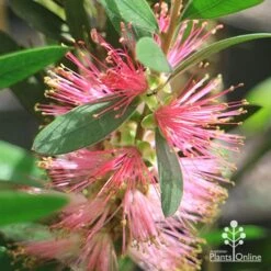 Callistemon Sweet Burst 22 Callistemon Sweet Burst -Felco Shop apo sweet burst flower ant