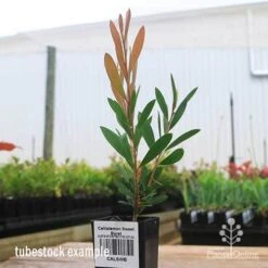 Callistemon Sweet Burst 23 Callistemon Sweet Burst -Felco Shop apo sweet burst tubestock colour