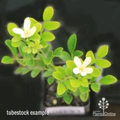 Murraya Sweet Privacy -Felco Shop apo sweet privacy isolated