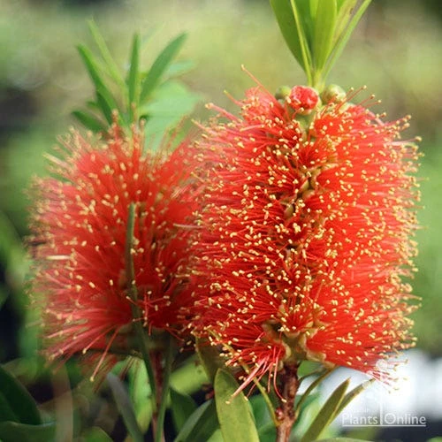 Callistemon Tangerine Dream 8 Callistemon Tangerine Dream - Image 8