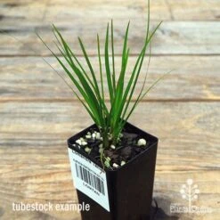 Lomandra Tanika -Felco Shop apo tanika tubestock