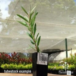 Callistemon Taree Pink -Felco Shop apo taree pink tubestock