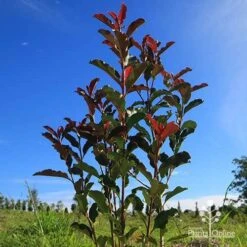 Photinia Thin Red 13 Photinia Thin Red -Felco Shop apo thin red habit blue sky