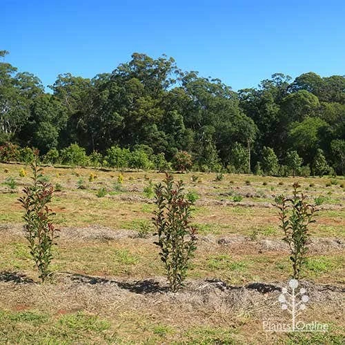 Photinia Thin Red 9 Photinia Thin Red - Image 9