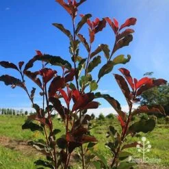 Photinia Thin Red 15 Photinia Thin Red -Felco Shop apo thin red nursery planting