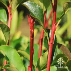 Photinia Thin Red 16 Photinia Thin Red -Felco Shop apo thin red red stems 2