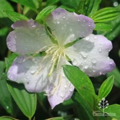 Tibouchina Chameleon 21 Tibouchina Chameleon -Felco Shop apo tibouchina chameleon flower