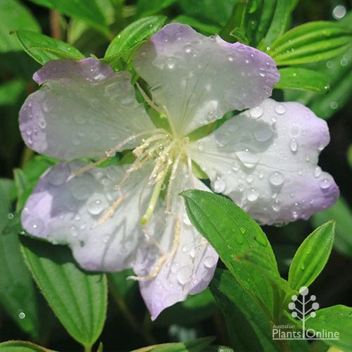 Tibouchina Chameleon 10 Tibouchina Chameleon - Image 10