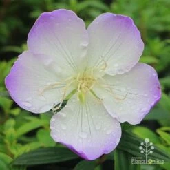 Tibouchina Illusion -Felco Shop apo tibouchina illusion flower perfect