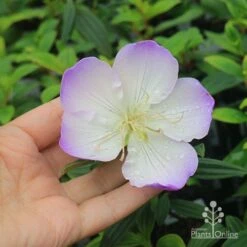 Tibouchina Illusion -Felco Shop apo tibouchina illusion flower size