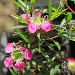 Leptospermum Tickled Pink 19 Leptospermum Tickled Pink -Felco Shop apo tickled pink above