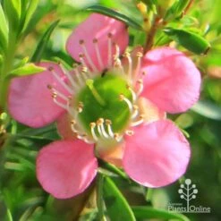 Leptospermum Tickled Pink 17 Leptospermum Tickled Pink -Felco Shop apo tickled pink flower close 1