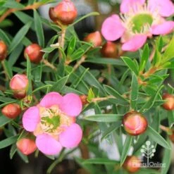 Leptospermum Tickled Pink 25 Leptospermum Tickled Pink -Felco Shop apo tickled pink leptospermum flower buds 1