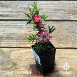 Leptospermum Tickled Pink 18 Leptospermum Tickled Pink -Felco Shop apo tickled pink leptospermum tubestock flowering